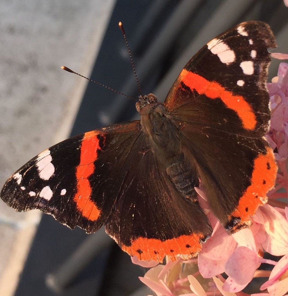 CLOSE-UP OF BUTTERFLY ON WEB