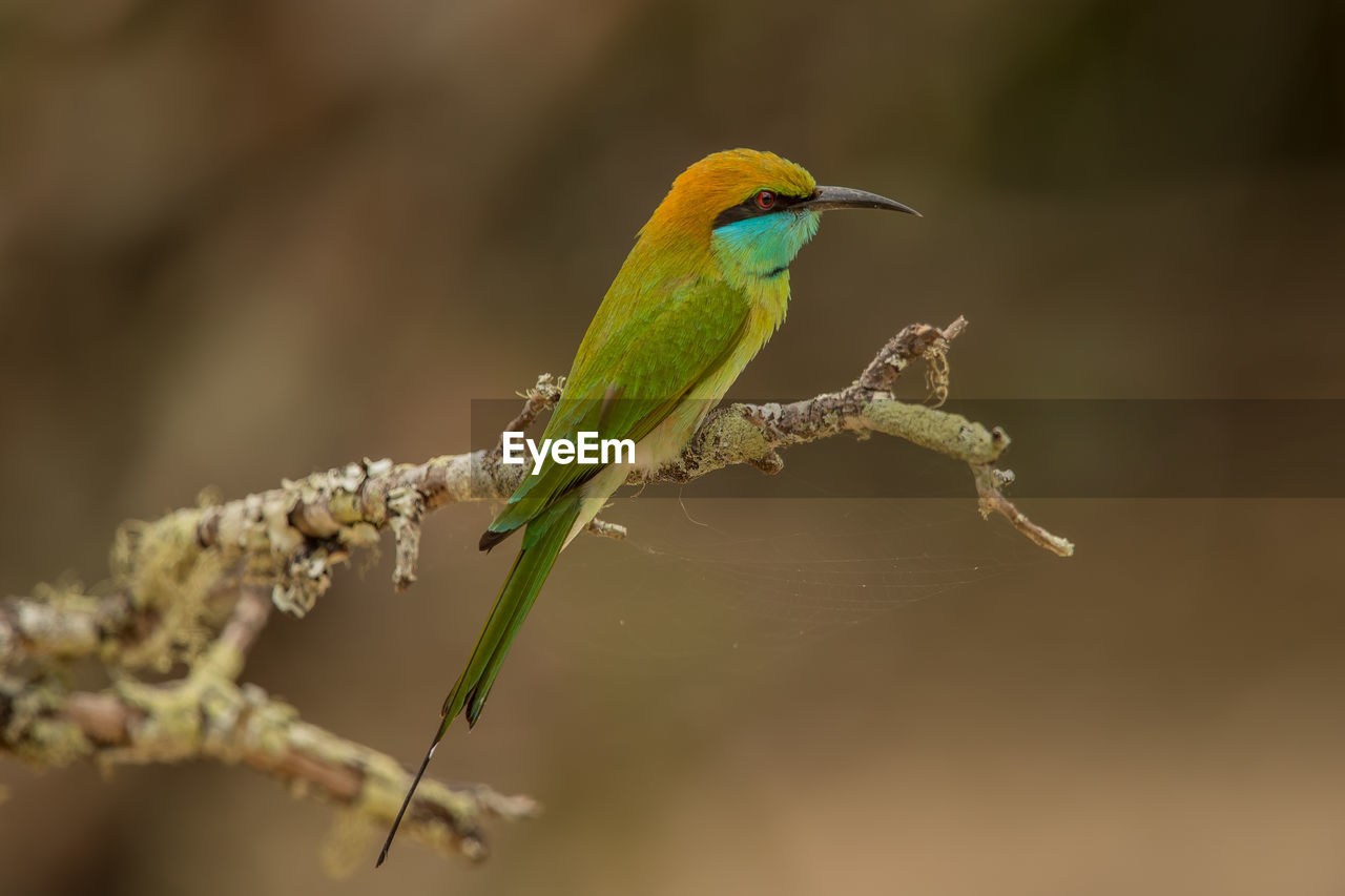 Close-up of bird perching on branch