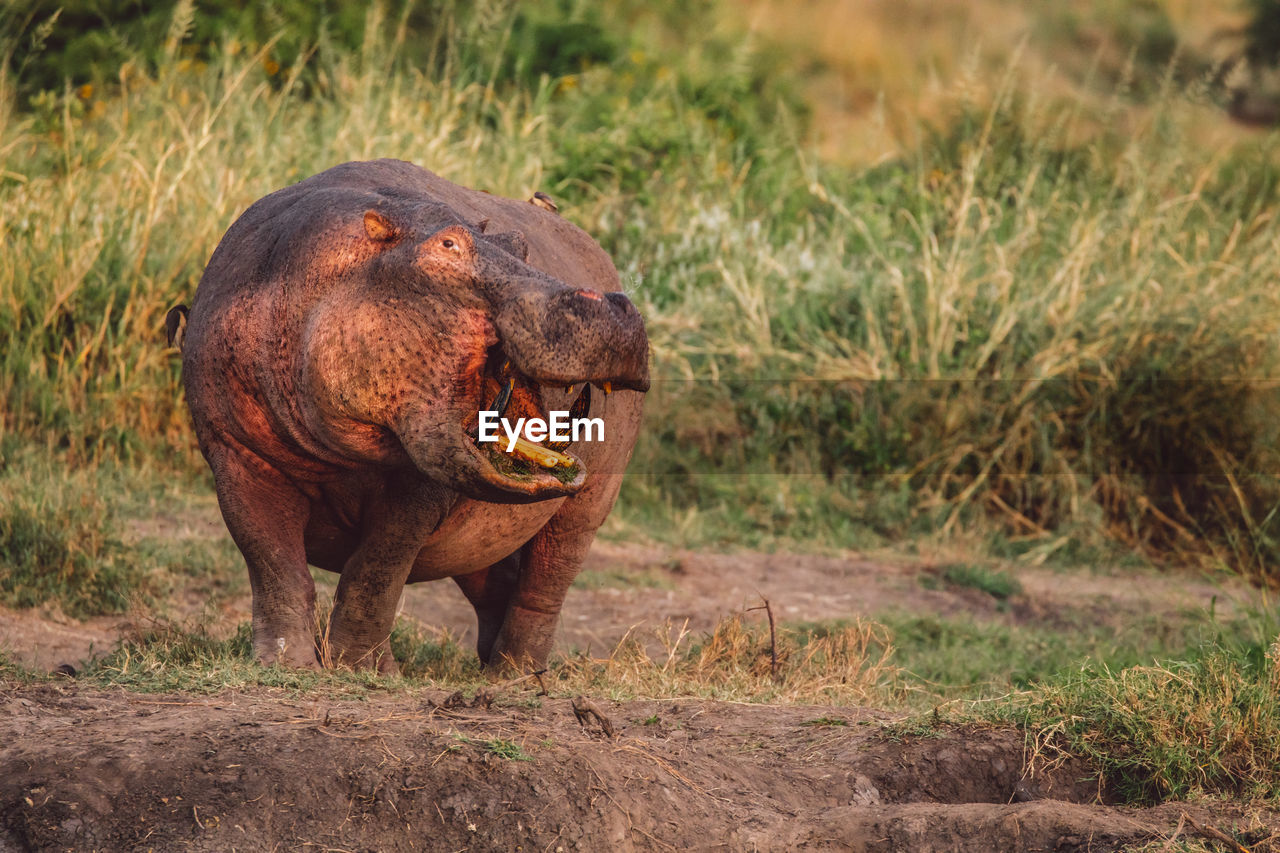 Hippo on a field