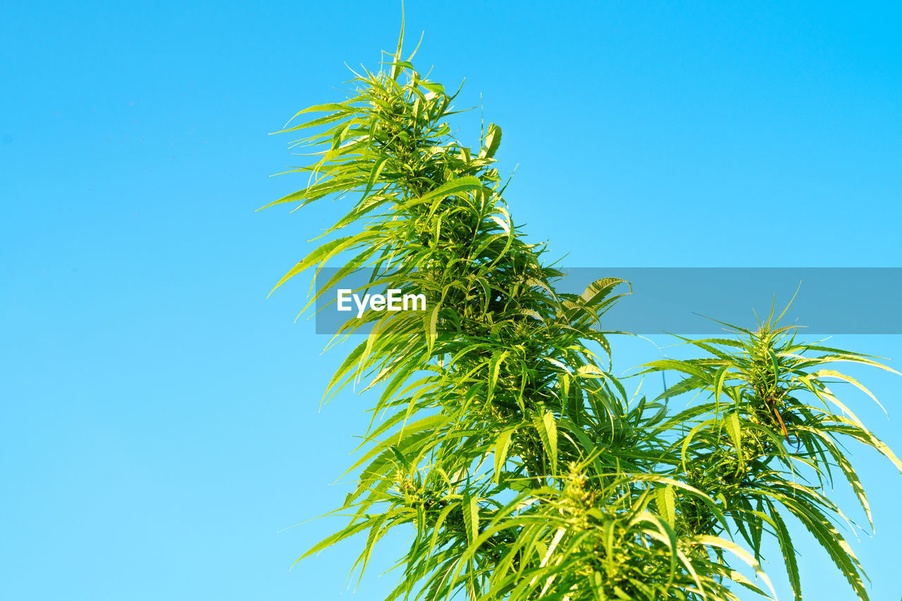plant, tree, blue, sky, nature, clear sky, leaf, low angle view, palm tree, growth, green, branch, grass, no people, plant part, tropical climate, outdoors, day, beauty in nature, copy space, food and drink, sunny, flower, food, palm leaf, borassus flabellifer, plant stem, date palm tree