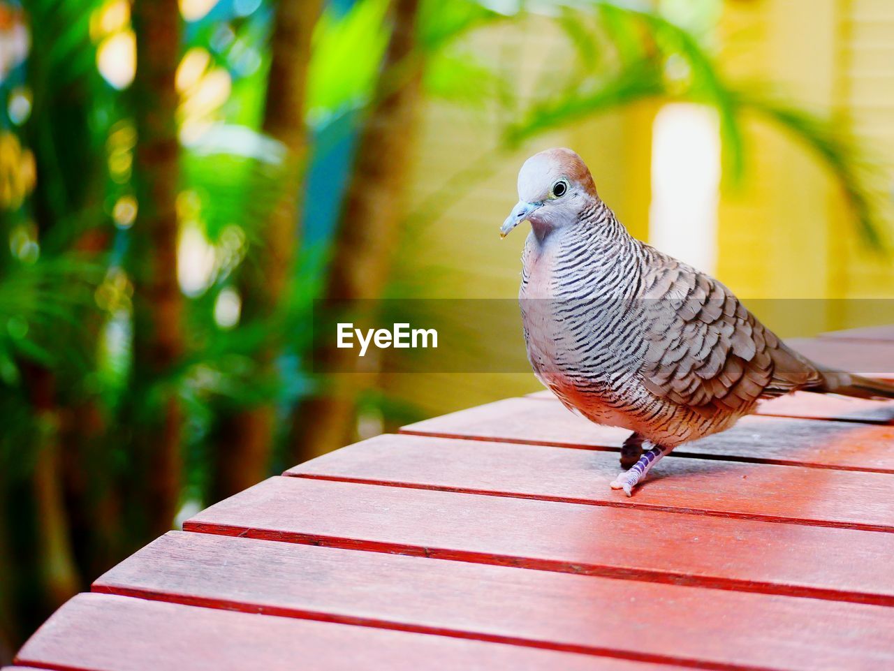 Close-up of bird perching on railing