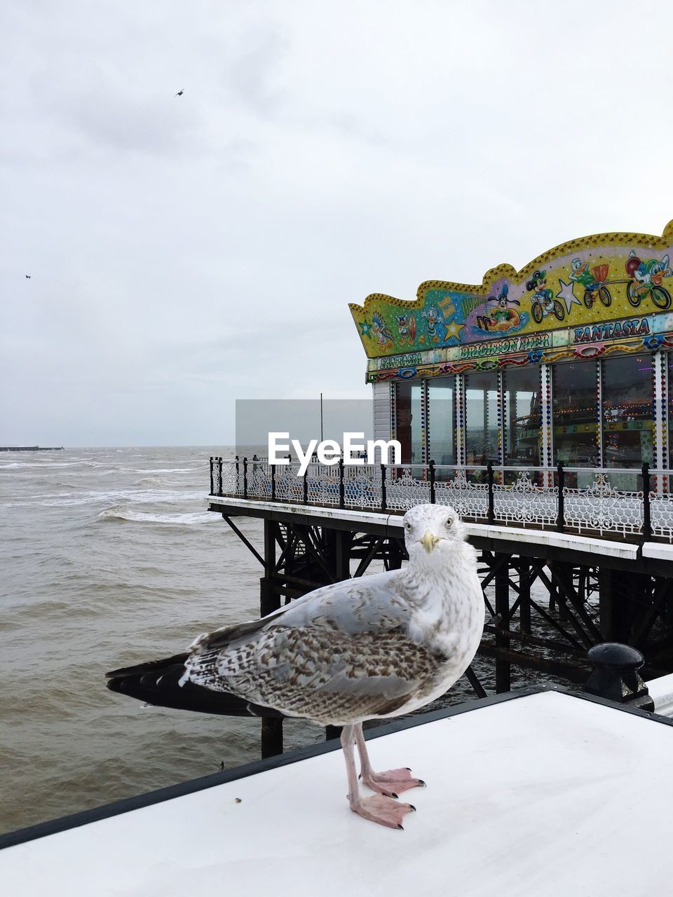 Close-up of seagull perching on pier by sea against sky