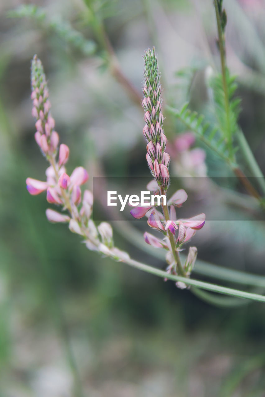 Close-up of pink flowering plant