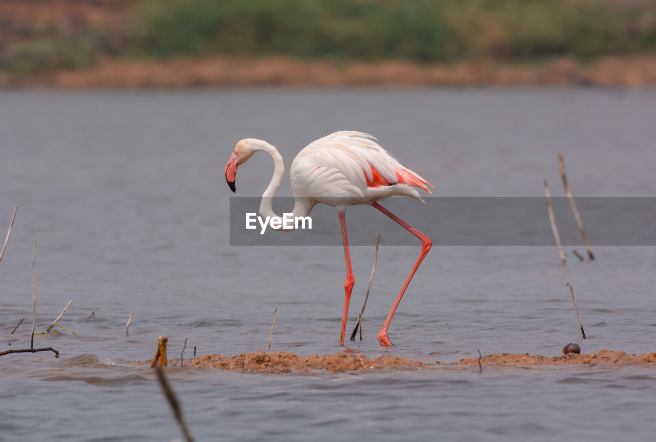 Flamingo standing in lake