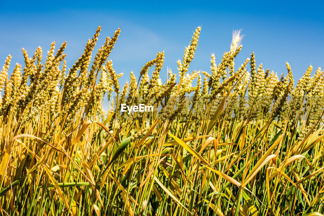 Spelt plants growing in field against clear sky