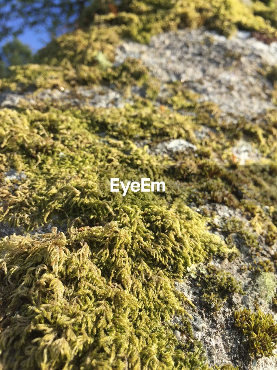 CLOSE-UP OF MOSS ON ROCKS