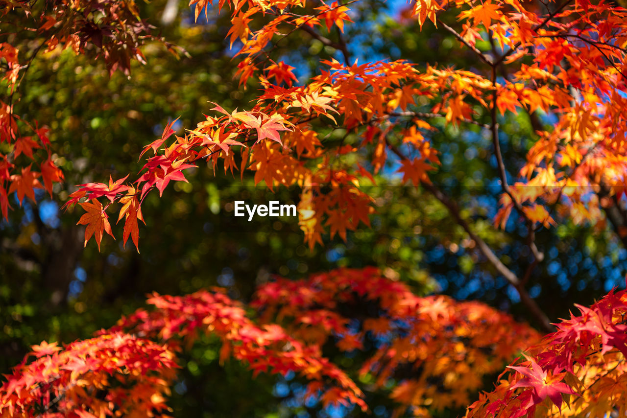 Close-up of maple leaves on tree