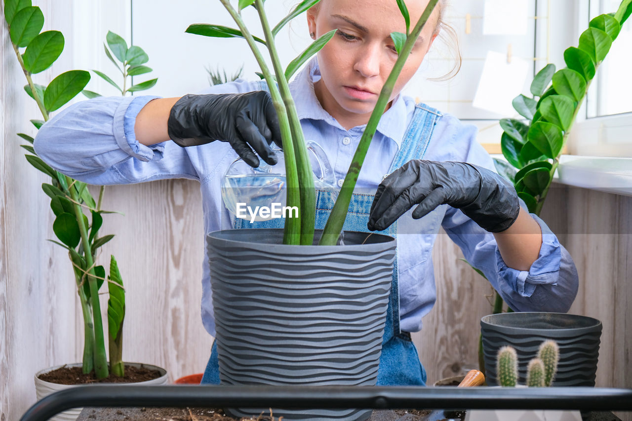 Gardener woman transplants indoor plants and use a shovel on table. zamioculcas concept of plants