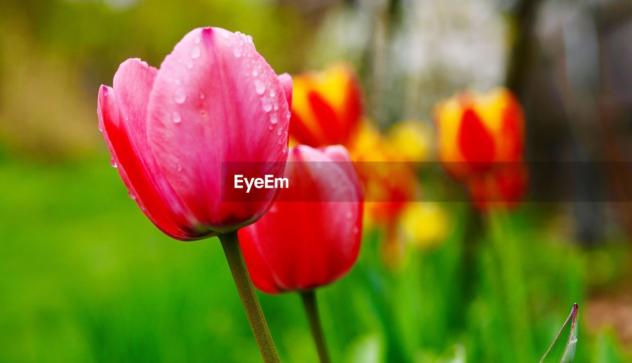 Close-up of red tulip blooming outdoors