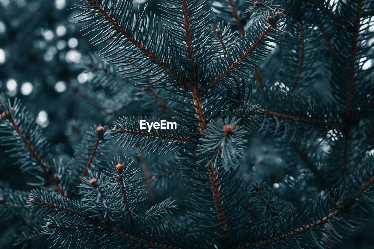 Close-up of tree branch during winter