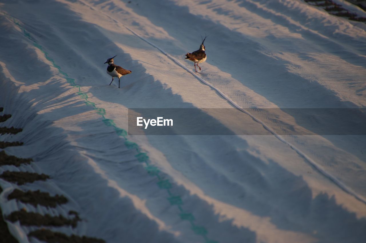 HIGH ANGLE VIEW OF BIRDS ON SAND