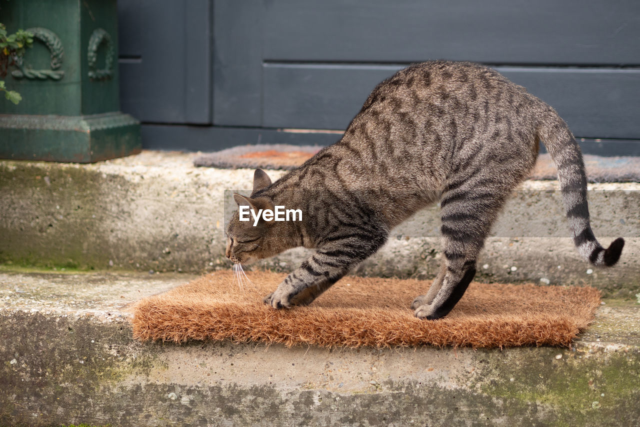 Side view of a cat scratching a door mat 