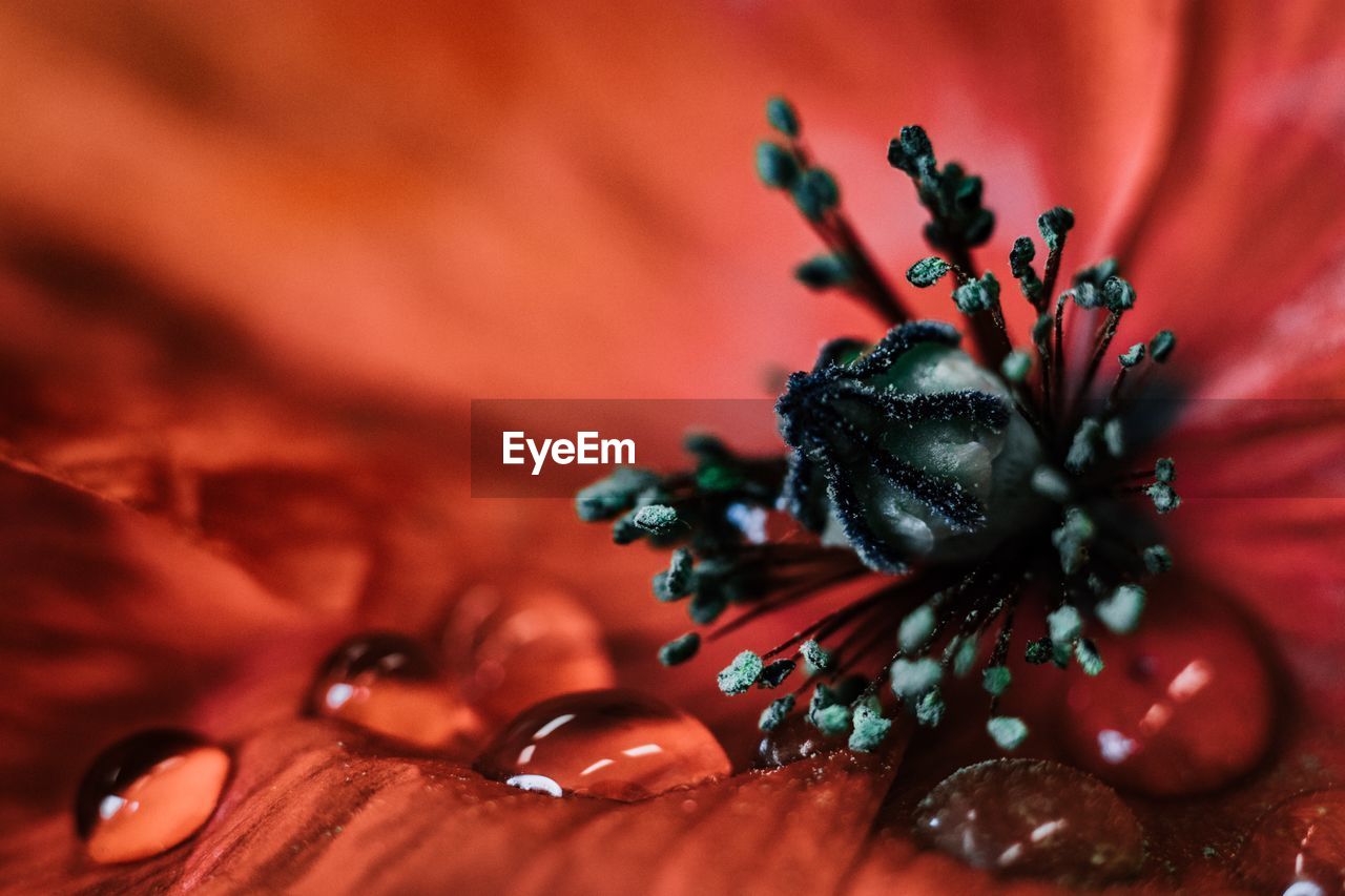 FULL FRAME SHOT OF RED ROSE FLOWER