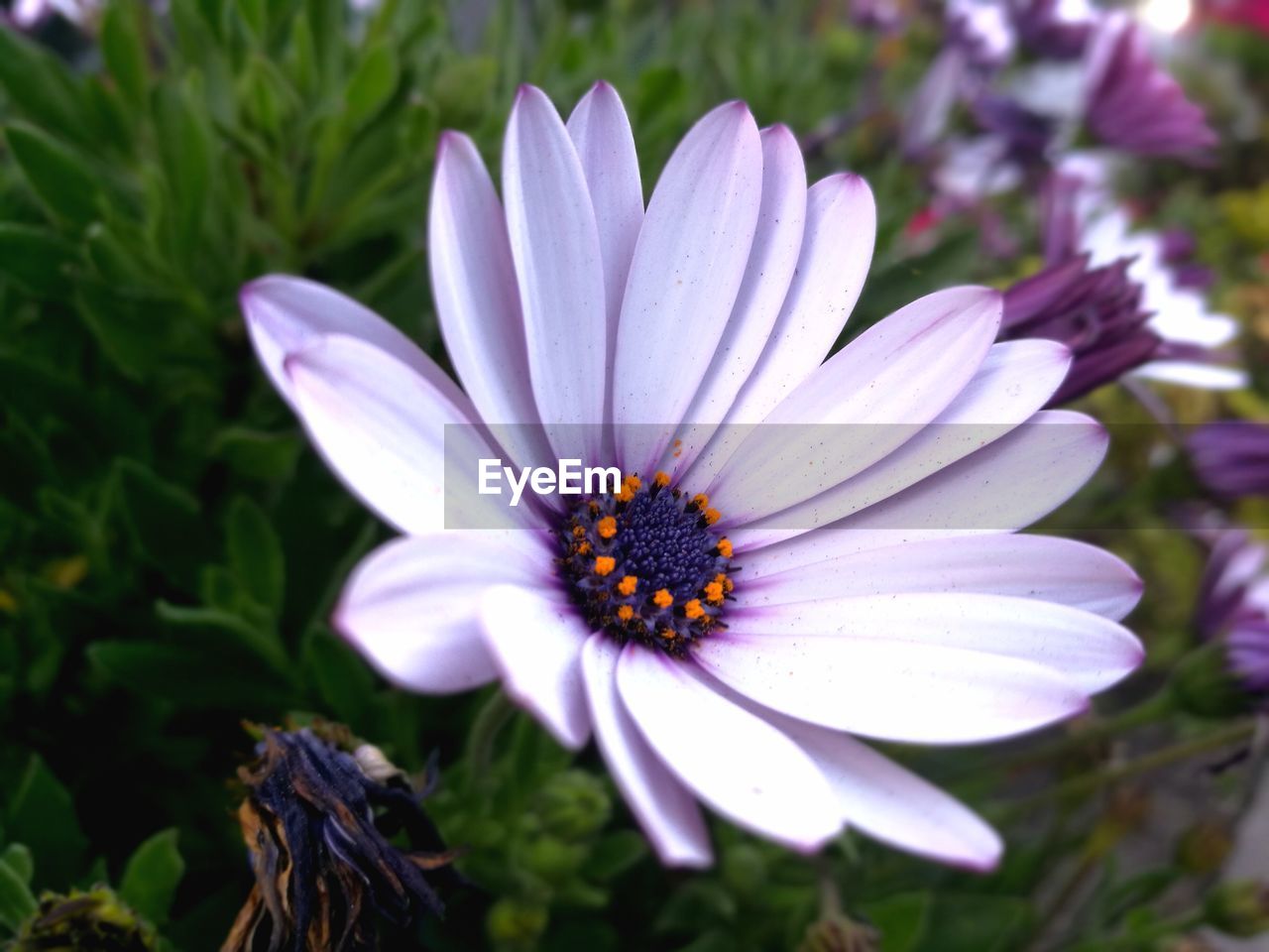 HIGH ANGLE VIEW OF PURPLE FLOWER