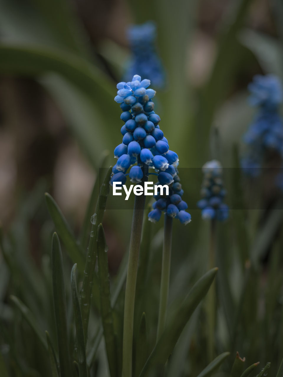 Close-up of purple flowering plant
