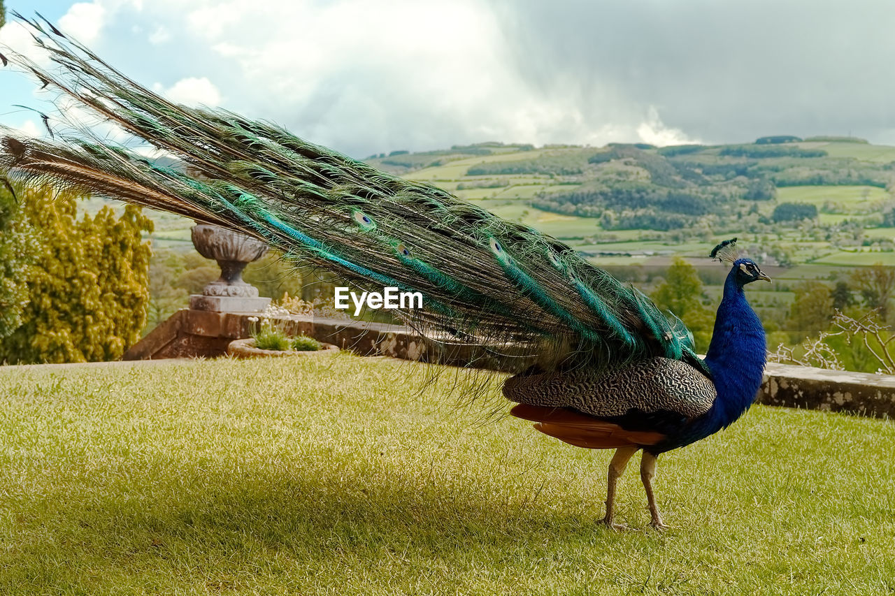 Peacock on land against sky