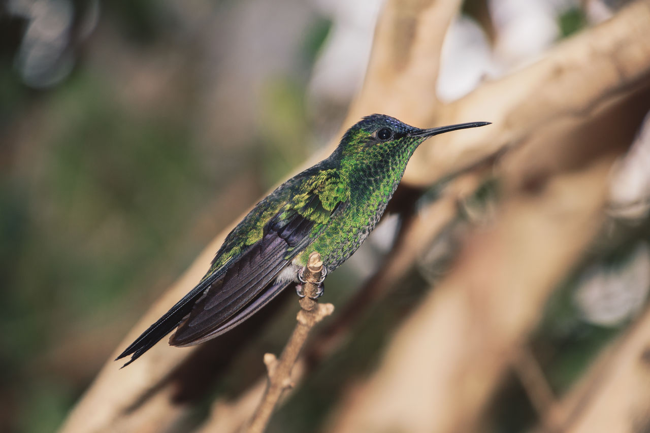 CLOSE-UP OF BIRD PERCHING ON A BRANCH