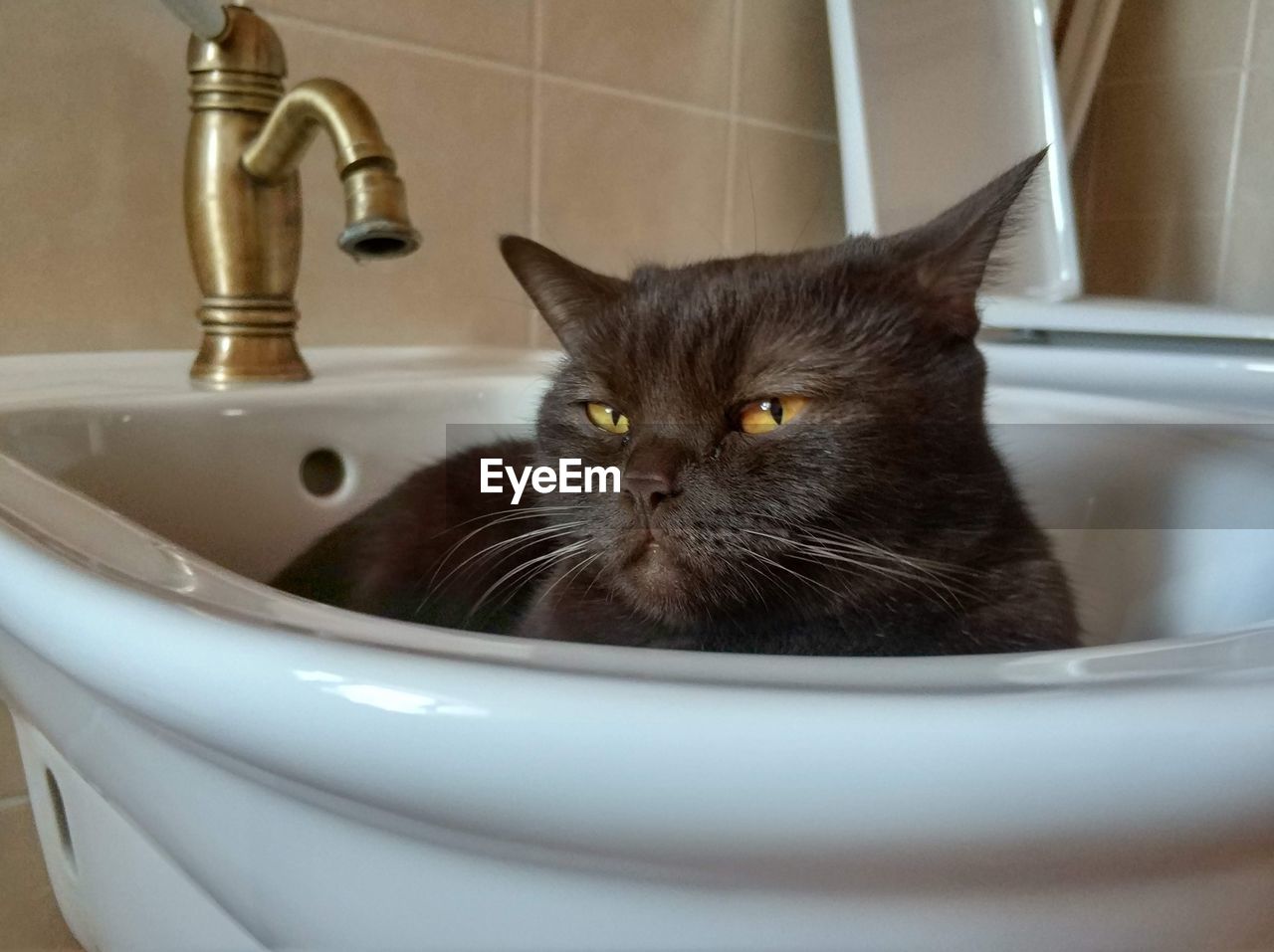 Close-up of cat in bathroom