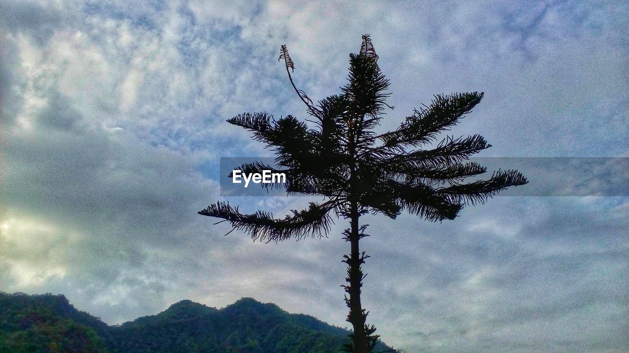 LOW ANGLE VIEW OF TREE AGAINST CLOUDY SKY