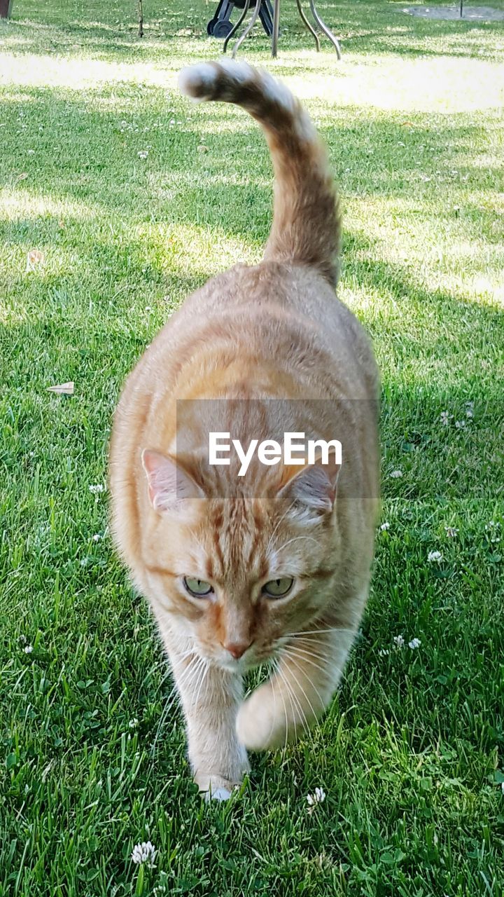 Portrait of cat walking on field