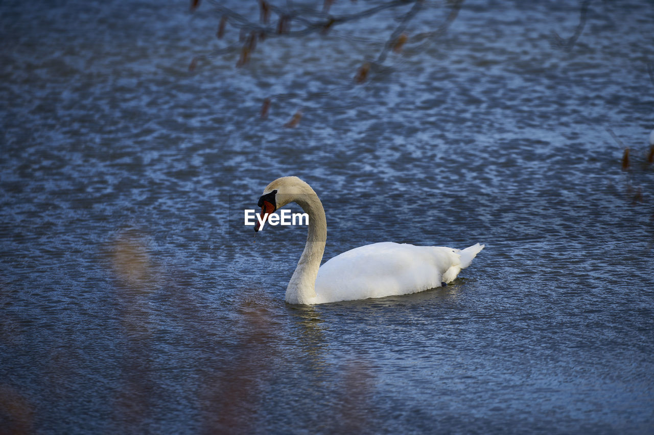 animal themes, wildlife, animal wildlife, animal, bird, water, swan, ducks, geese and swans, lake, water bird, reflection, swimming, beak, one animal, nature, no people, waterfront, duck, day, mute swan, wing, beauty in nature, zoology, white, outdoors, rippled, goose