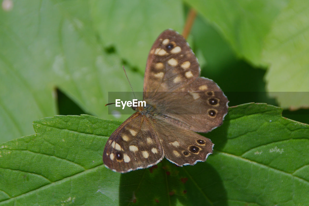close-up of butterfly perching on leaf