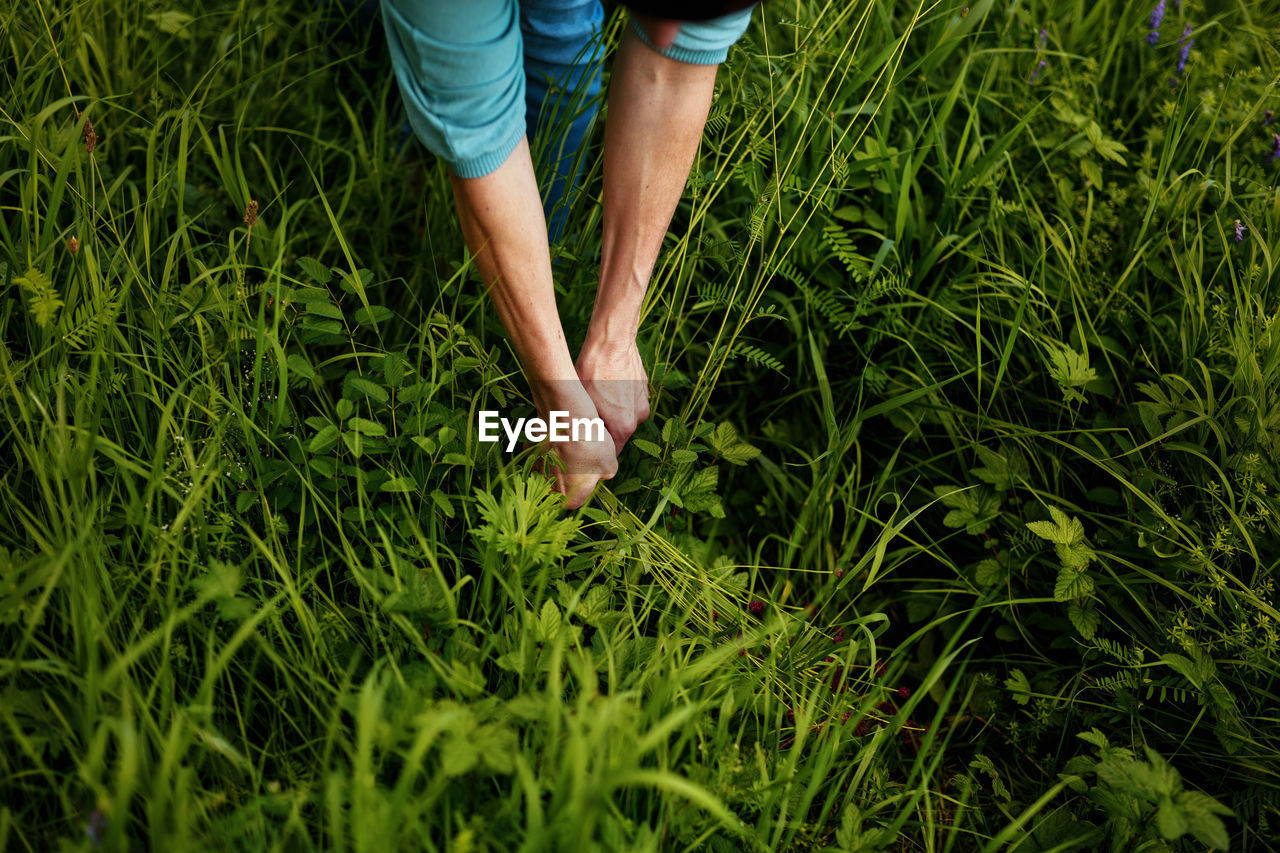 Environmental farmer hands reaching in greens. gardening