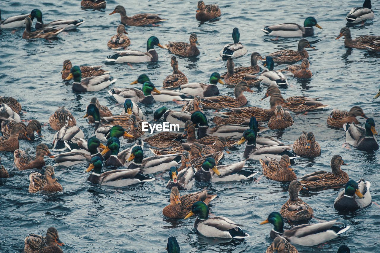 Ducks on the lake of cold st. petersburg