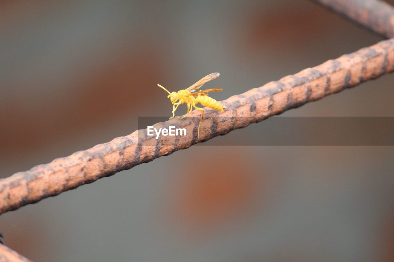 Close-up of insect in iron rod 