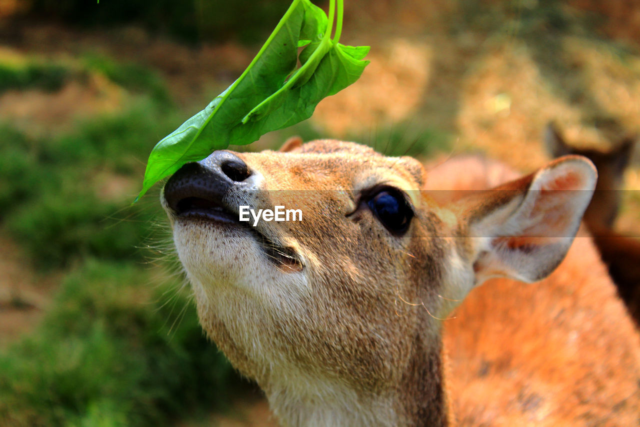 CLOSE-UP OF A DEER