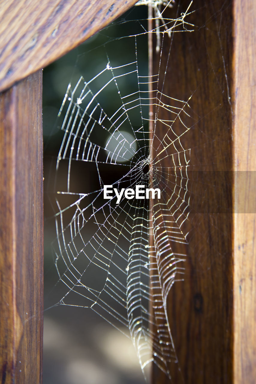 Close-up of spider web on wood