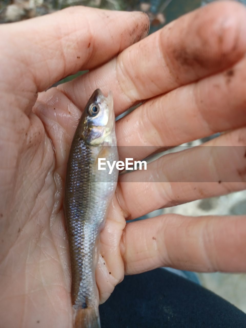 Cropped hand of person holding fish