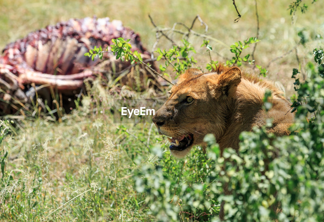 Lion by dead animal on field