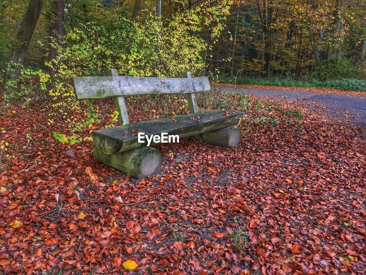 Dry leaves fallen on tree during autumn