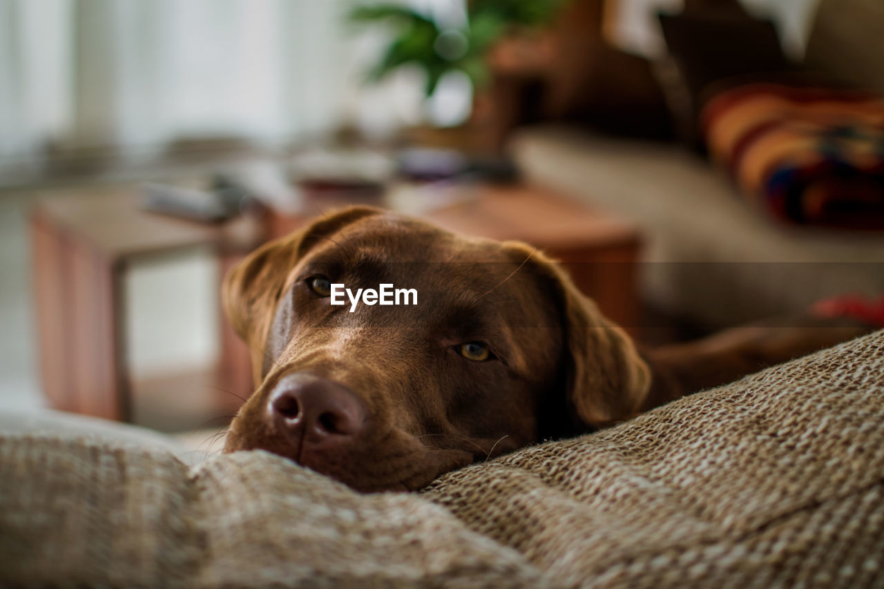 Close-up of dog relaxing on sofa