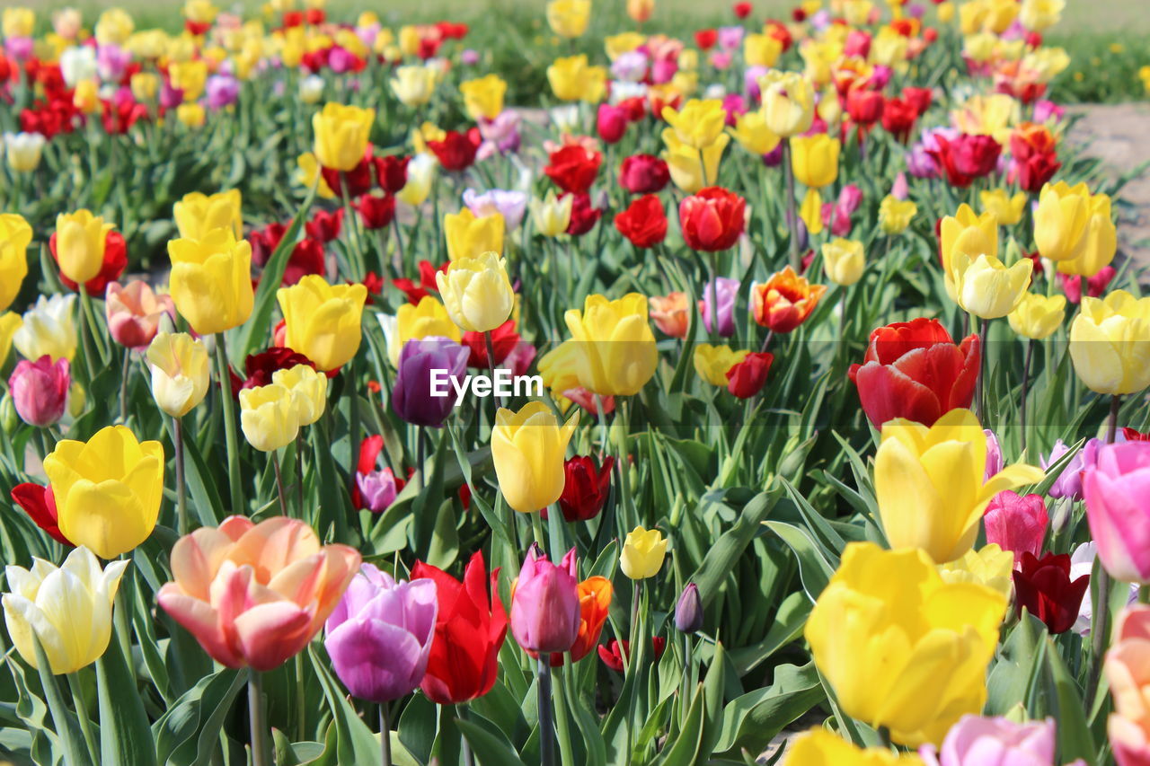 Close-up of multi colored tulips in field