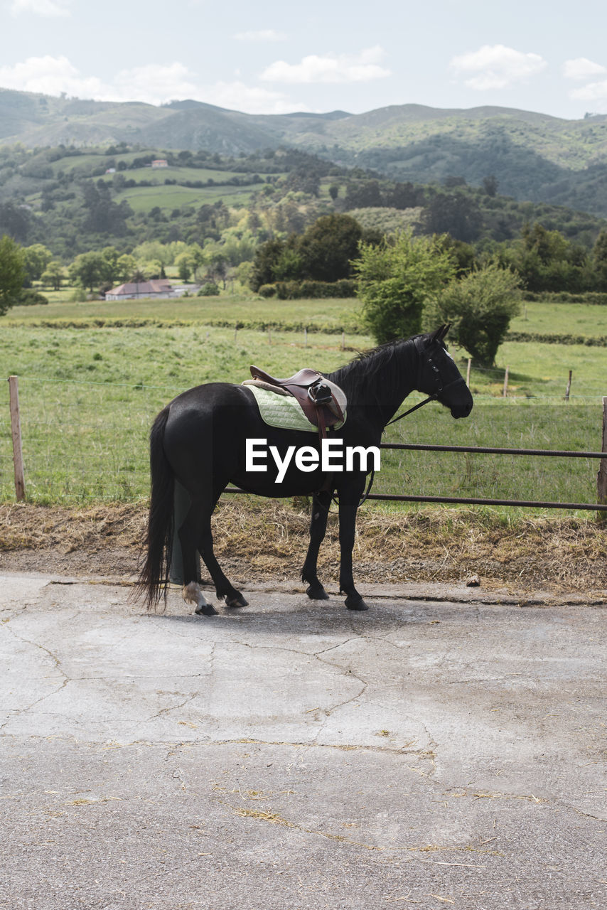 HORSE STANDING ON FIELD AGAINST CLOUDY SKY