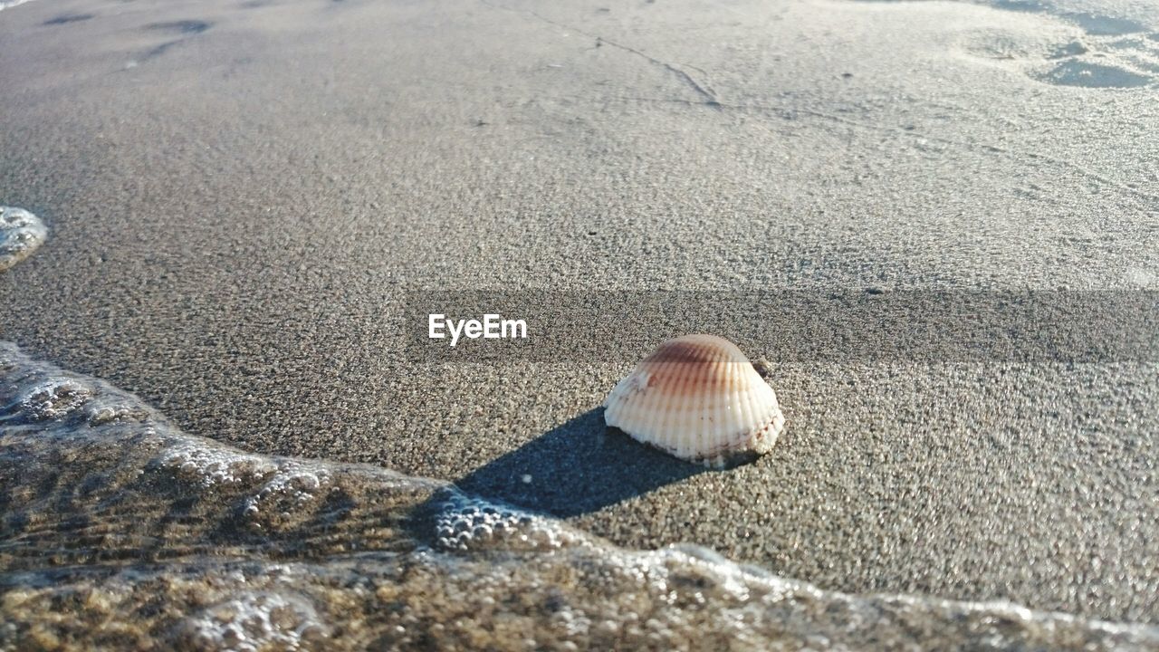 Close-up of seashell at shore