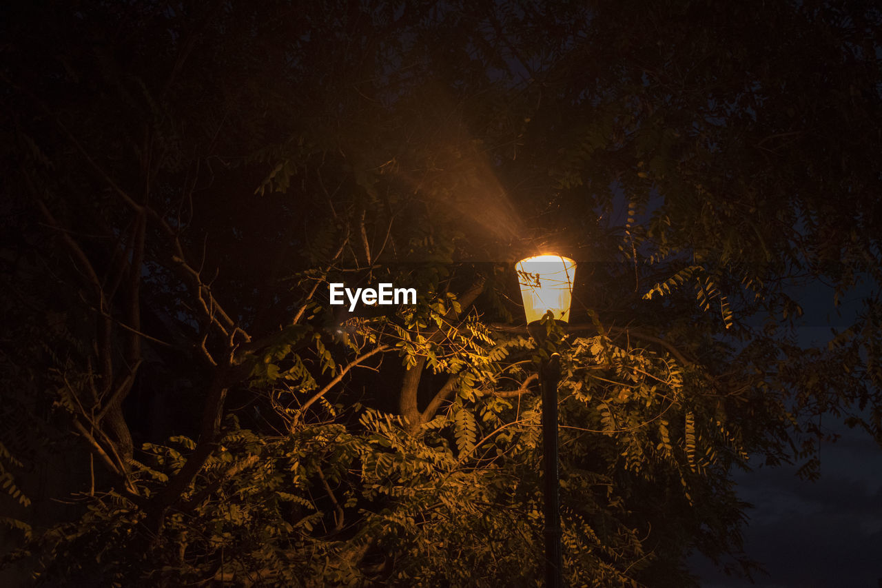 Low angle view of illuminated trees at night