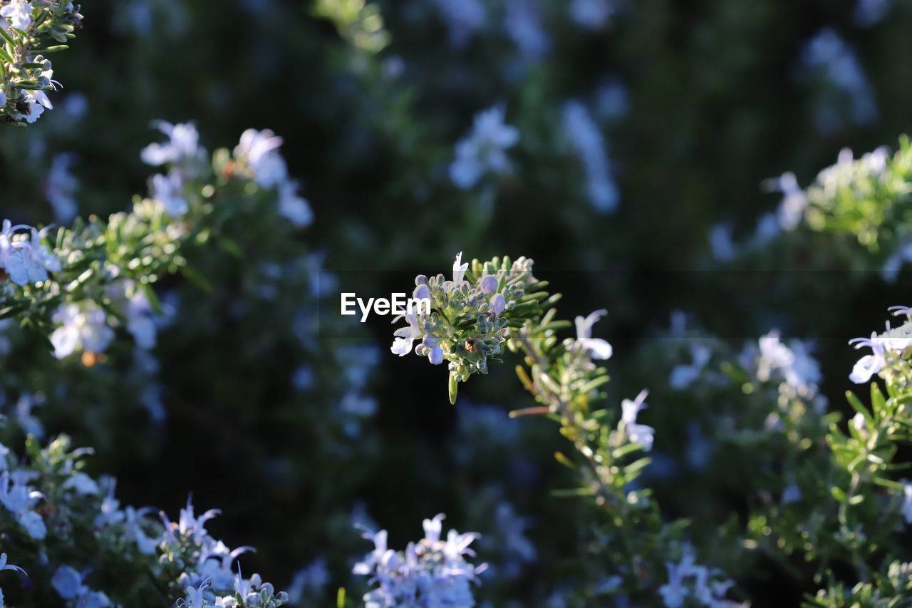 Close-up of white flowering plant