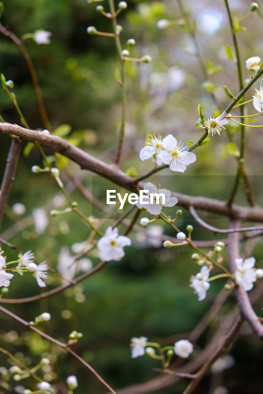 Close-up of white cherry blossoms in spring