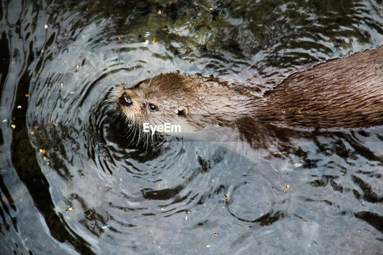 Close-up of otter swimming in river