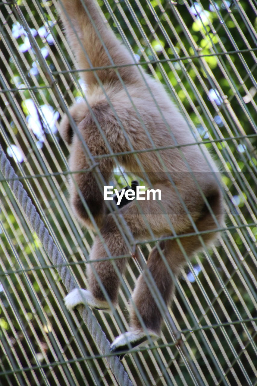 Gibbon in cage at zoo