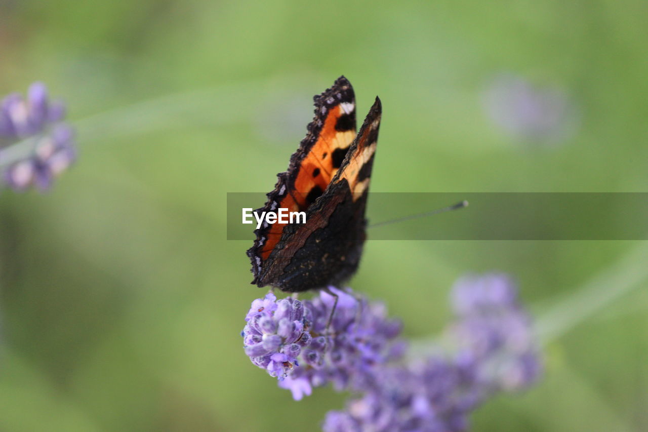 Close-up of butterfly pollinating on purple flower