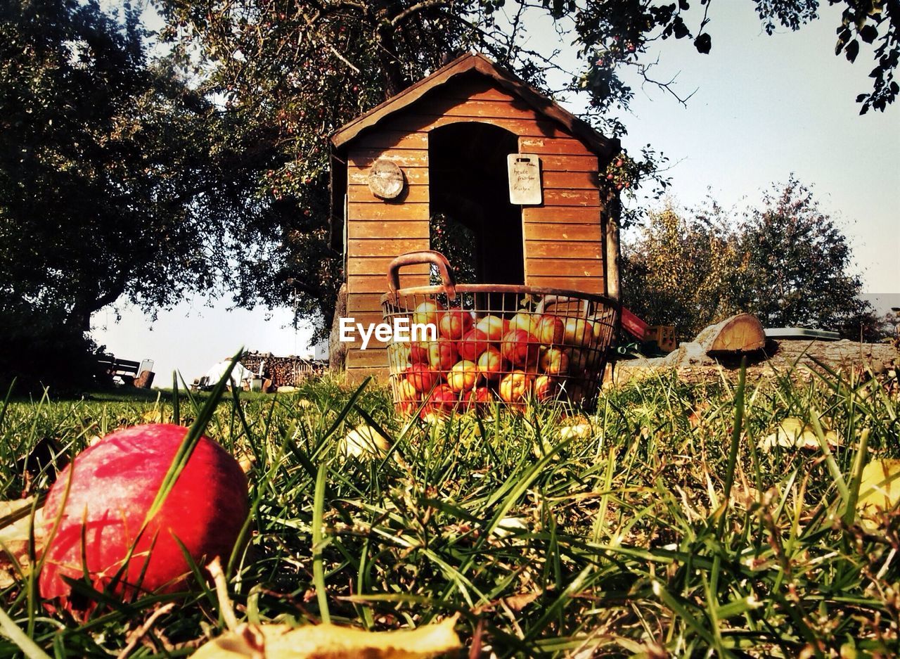 Apples in basket on grass against built structure