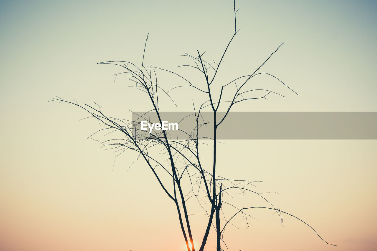 LOW ANGLE VIEW OF BARE TREE AGAINST SKY