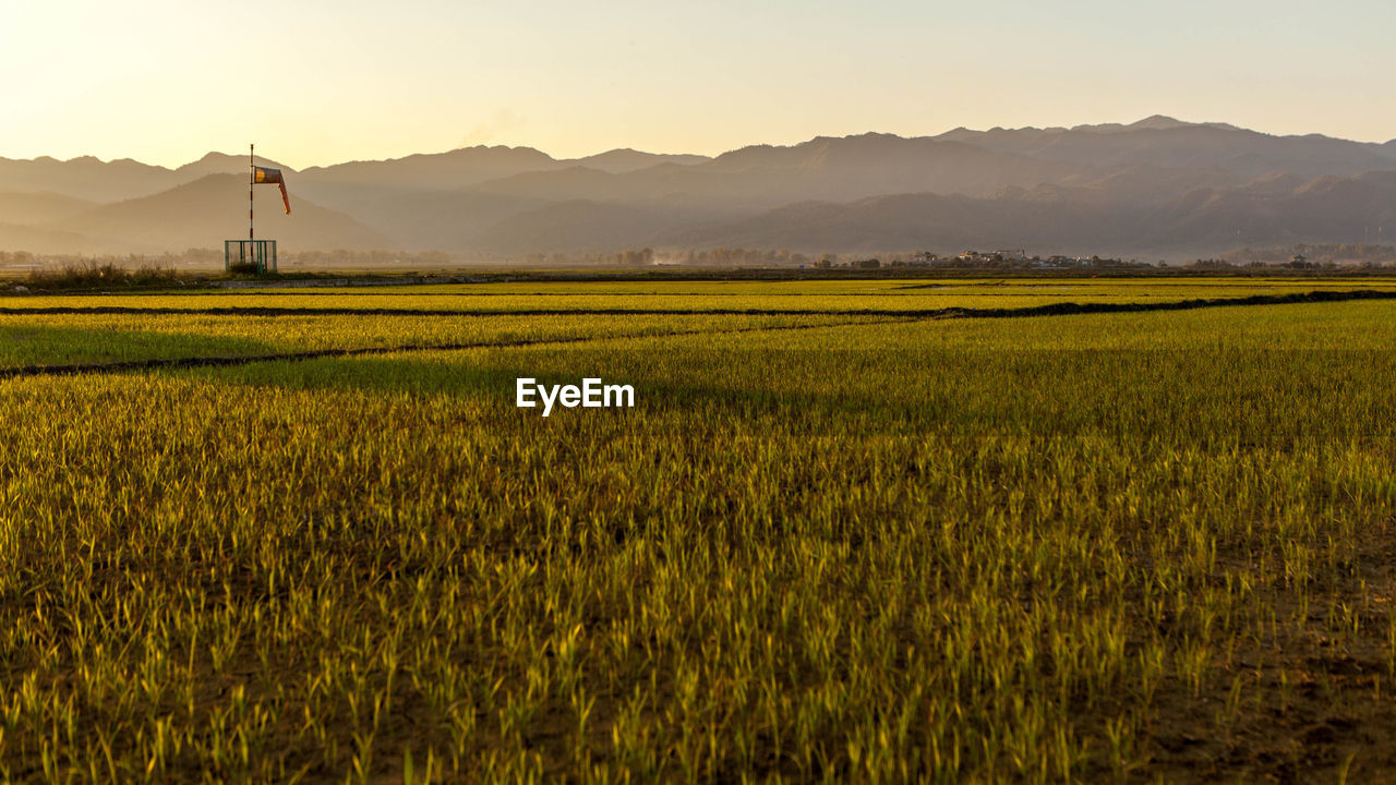 Looking out from the airport over the rice fields of dien bien phu