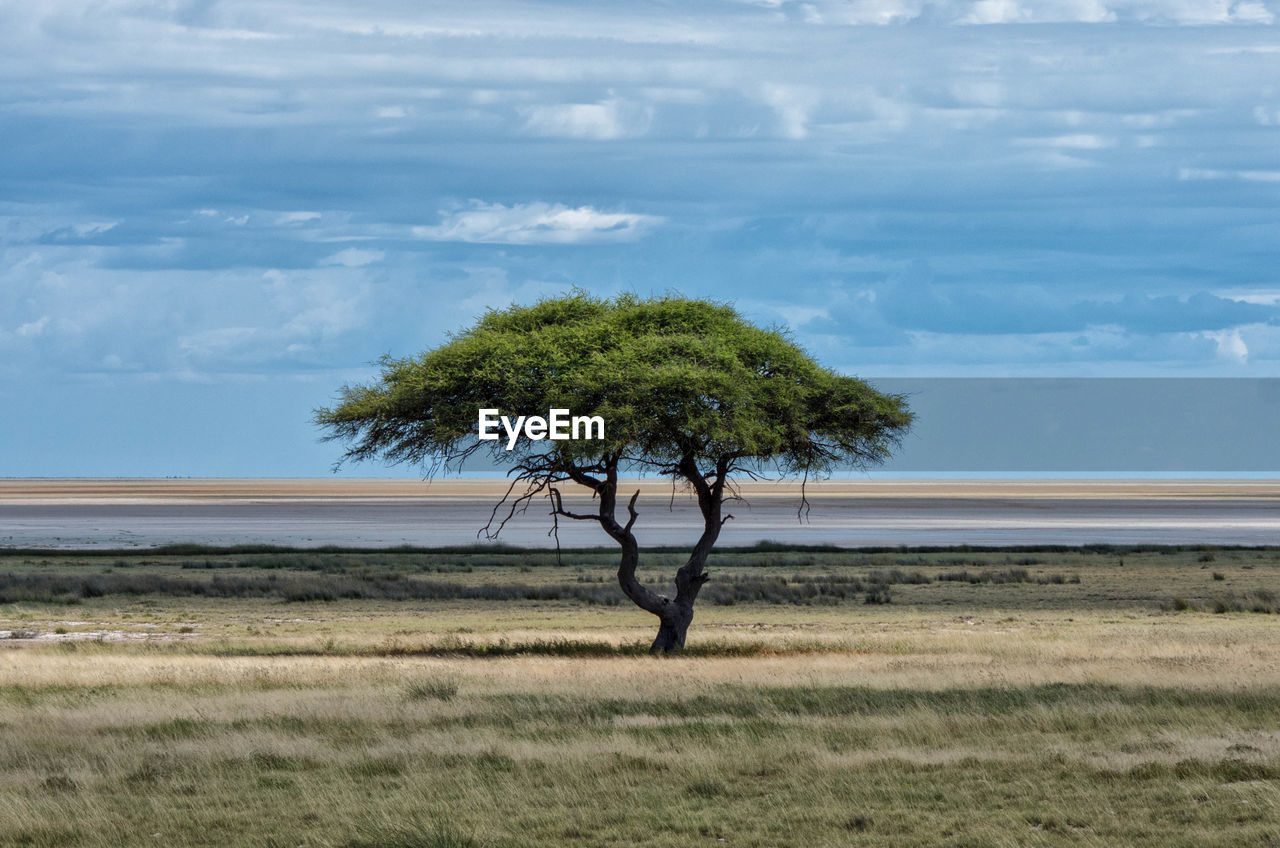 Tree at lakeshore against sky