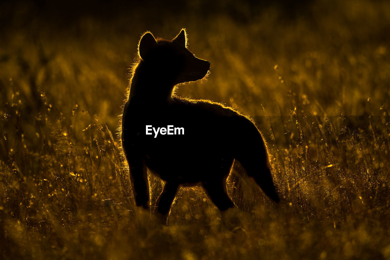 Silhouette of spotted hyena standing in grass