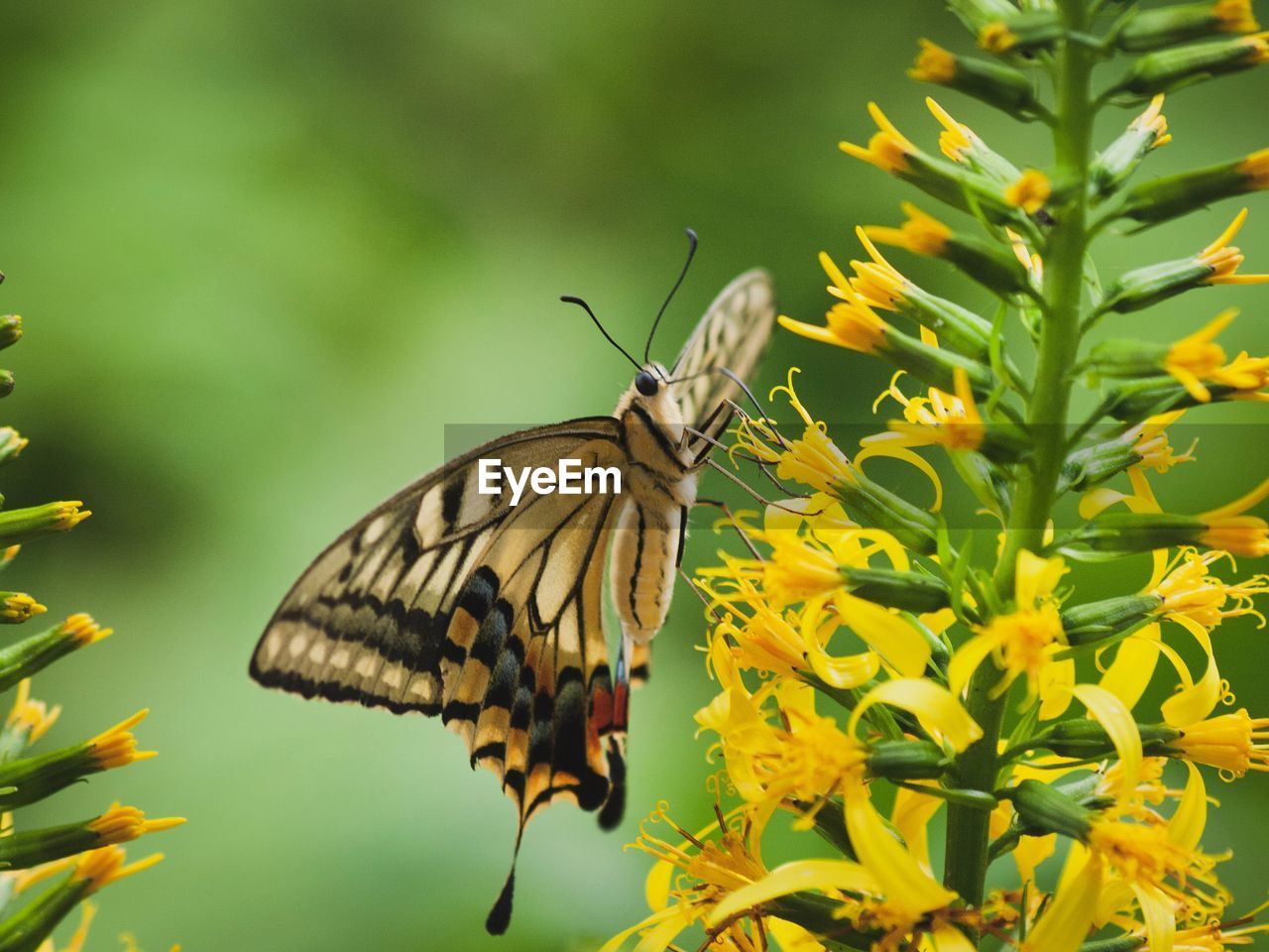 CLOSE-UP OF BUTTERFLY ON FLOWER